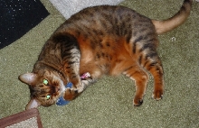 Zade and her new little mouse
