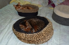 Tare and Zade in their beds