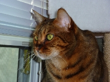 Zade looking out the Window