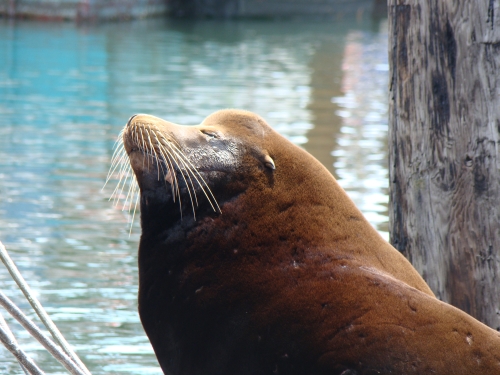 Big Sea Lion