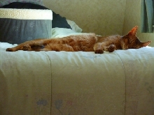 Tare Napping