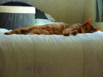 Tare Napping