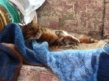 Zade on Couch