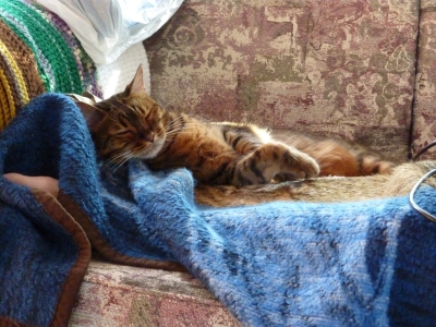 Zade on Couch