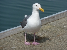 Seagull