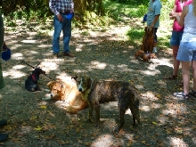 Dogs
