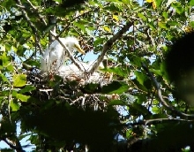 Egrets