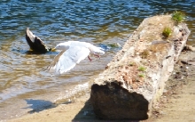 Seagull Flying