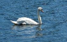 Swan