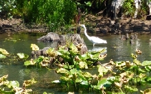 Egret