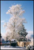 Snow, 2002