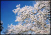 Snowy Tree Against Sky