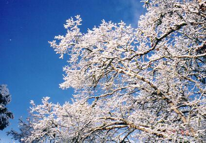 Snowy Tree Against Sky