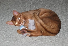 Tare Catnip Toy