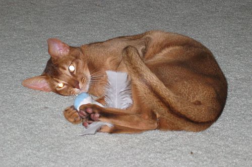 Tare Catnip Toy