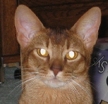 Antares Face 1yr