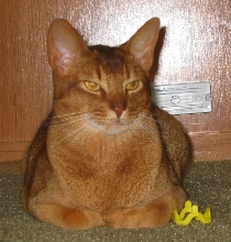 Tares Meatloafing with his toy