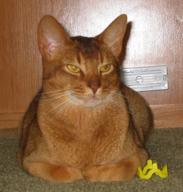 Tares Meatloafing with his toy