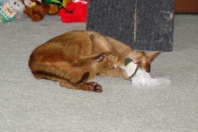 Tare and Sock