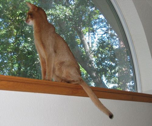 My Window!