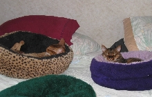 Tare and Zade sharing the HSCB