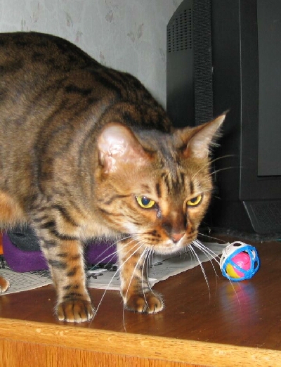 Zade with new toy