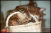 Zade in a Basket