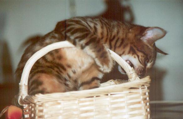 Zade in a Basket