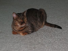 Zade on Carpet