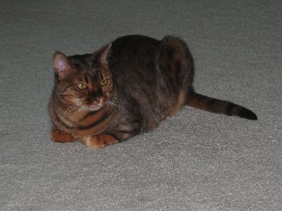 Zade on Carpet