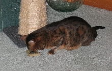 Zade Catnip