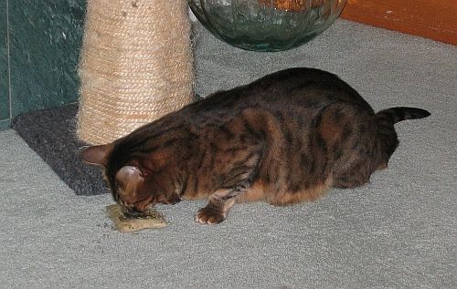 Zade Catnip