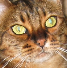 The Bengal Face
