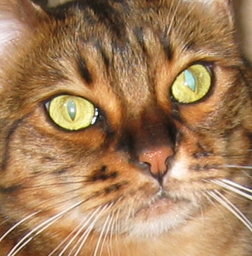The Bengal Face
