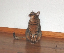 Zade Sitting Pretty