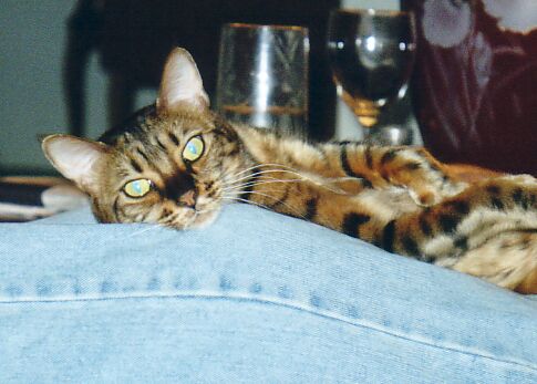 Zade Content on Dad's Lap