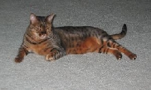Zade Lying Down