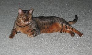 Zade Lying Down