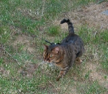 Zade Walking
