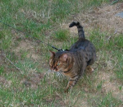 Zade Walking