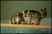 Zade on Fireplace Mantel