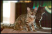 Zade -- Calendar Shot