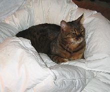 Zade in Quilt