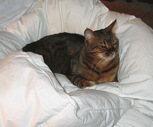 Zade in Quilt