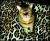 Spots on Spots