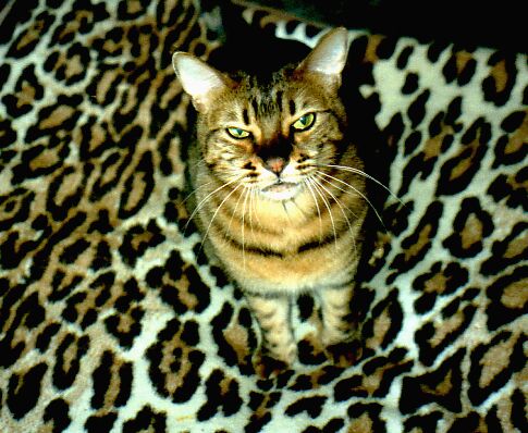 Spots on Spots