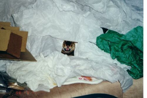 Zade in Tissue Paper