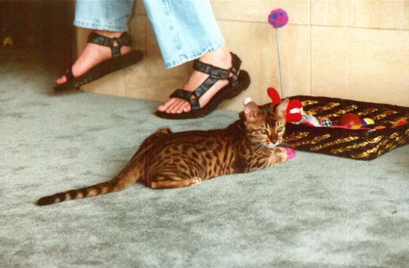 Which toy should I choose?