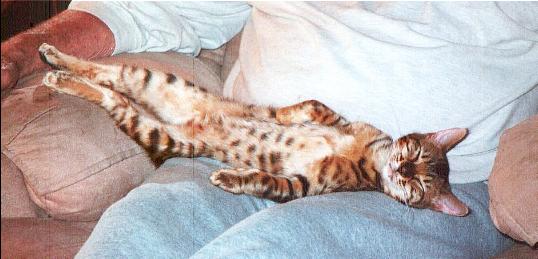 Skinny Little Leggies