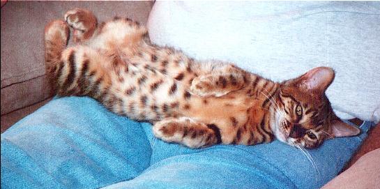 Zade - Centerfold